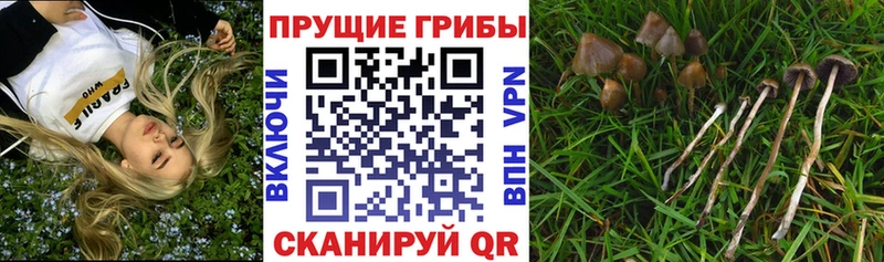 закладки  Северская  Псилоцибиновые грибы Magic Shrooms 